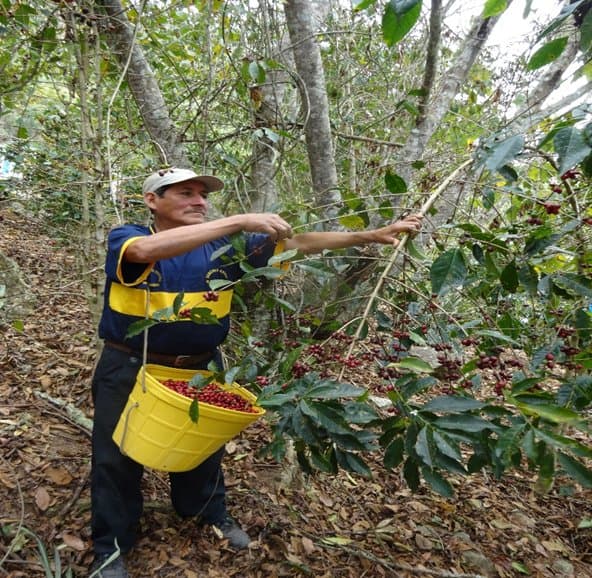 Socio de la cooperativa cosechando cerezas de café en el valle de La Convención