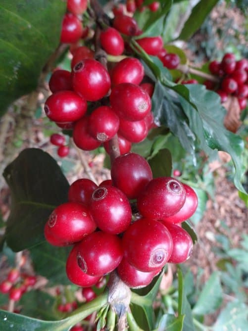 Cerezas de café maduras listas para la cosecha