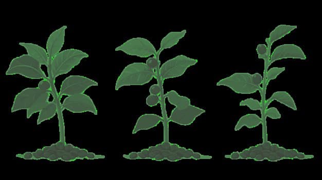 Plantones de café en vivero de la cooperativa