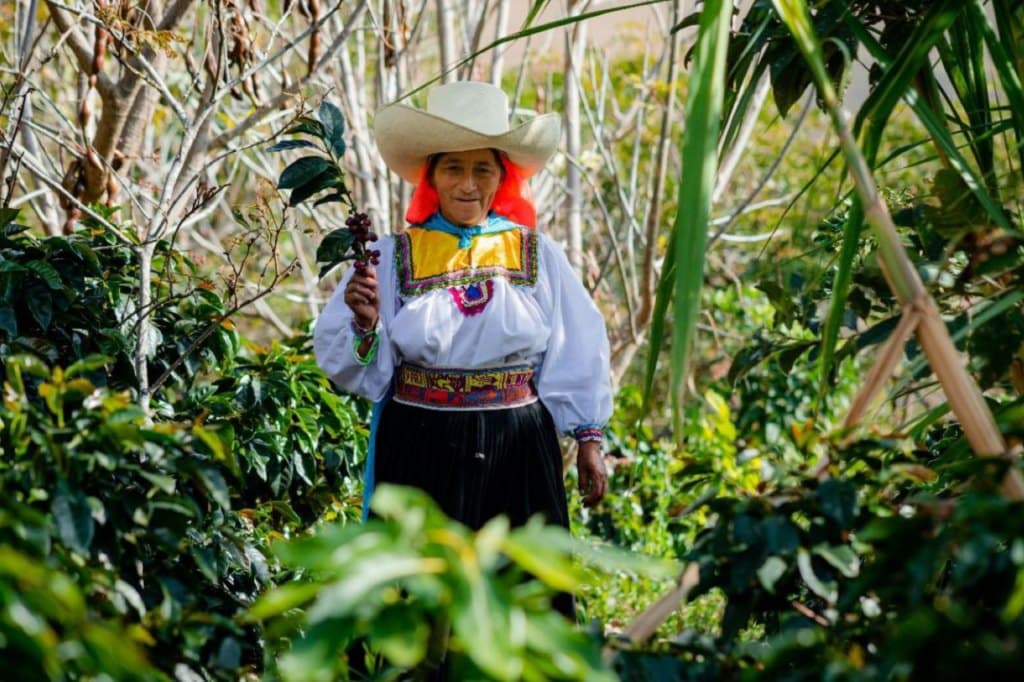 Agricultora cosechando cerezas de café en el valle de La Convención
